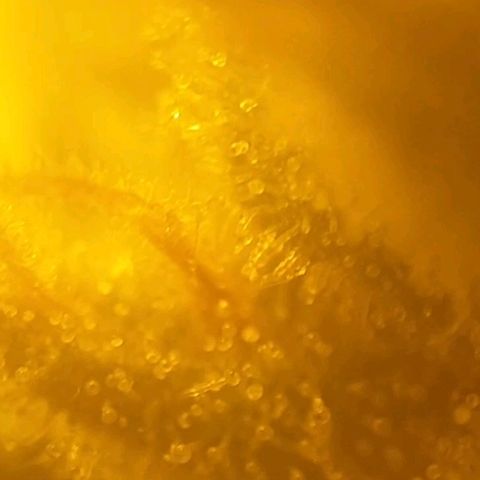Ak 47 x lowryder #1 growlog photo: 2-3 недели до сбора урожая. 