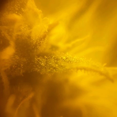 Ak 47 x lowryder #1 growlog photo: 2-3 недели до сбора урожая. 