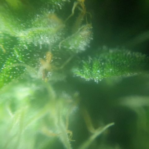 Ak 47 x lowryder #1 growlog photo: Трихомы цвет 