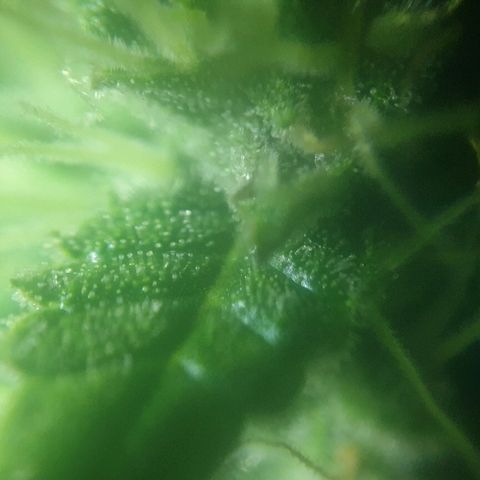Ak 47 x lowryder #1 growlog photo: Трихомы цвет 