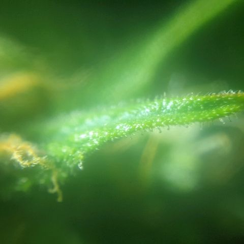 Ak 47 x lowryder #1 growlog photo: Трихомы цвет 