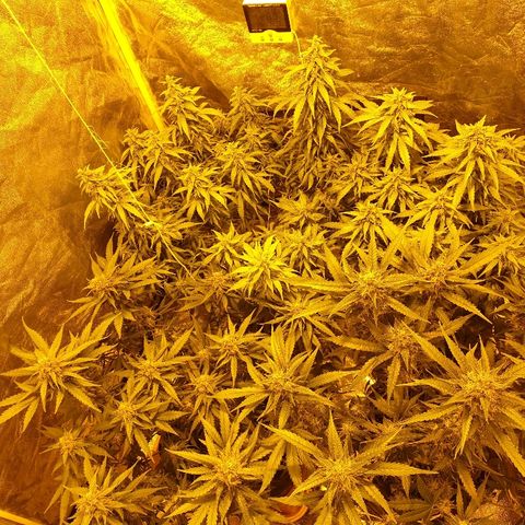 Ak 47 x lowryder #1 growlog photo: Деф. Растянулся. Полил 