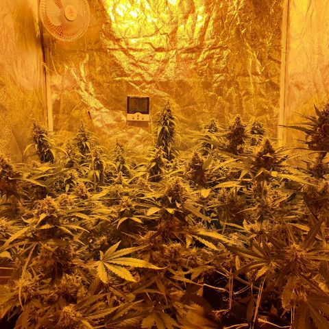 Ak 47 x lowryder #1 growlog photo: Деф. Растянулся. Полил 