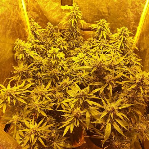 Ak 47 x lowryder #1 growlog photo: Общий вид. Снял листву, растянулся.растянул.растянулся.растянул.дал базу бумаги,  посмотрим, как пойдёт. Крем начала уже сохнуть, по моим прогнозам дефицит фосфора.
