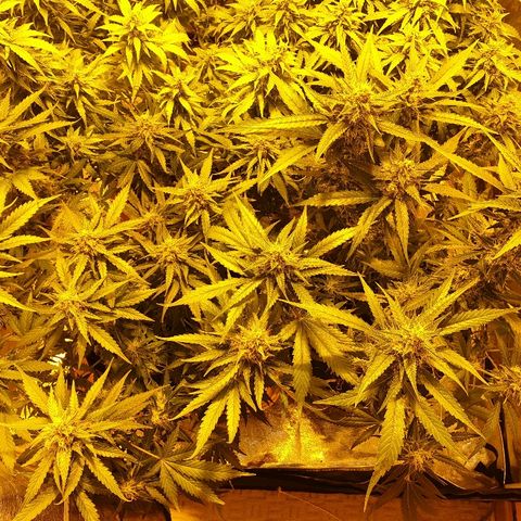 Ak 47 x lowryder #1 growlog photo: Общий вид. Снял листву, растянулся.растянул.растянулся.растянул.дал базу бумаги,  посмотрим, как пойдёт. Крем начала уже сохнуть, по моим прогнозам дефицит фосфора.
