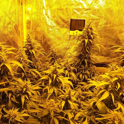Ak 47 x lowryder #1 growlog photo: Недоедает