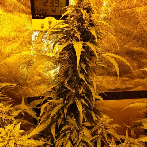 Ak 47 x lowryder #1 growlog photo: Недоедает