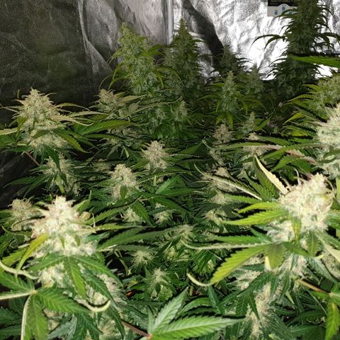 Ak 47 x lowryder #1 growlog timeline photo