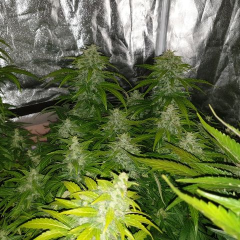 Ak 47 x lowryder #1 growlog timeline photo