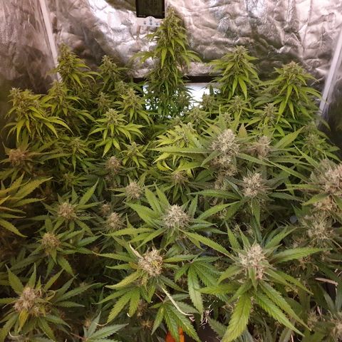 Ak 47 x lowryder #1 growlog photo: Без фильтров. Близится осень 