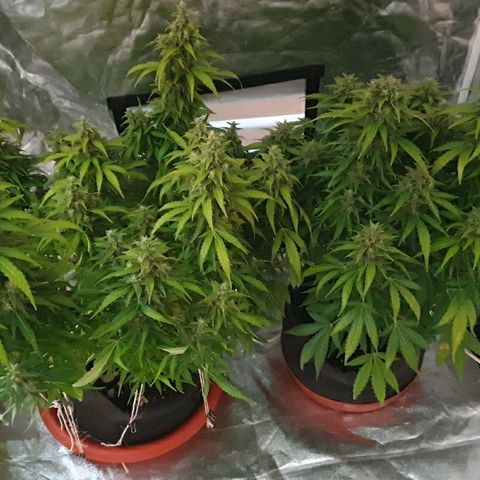 Ak 47 x lowryder #1 growlog photo: 2 недели до сбора урожая 