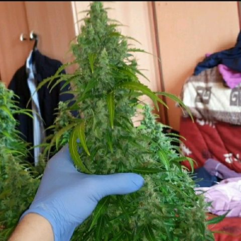 Ak 47 x lowryder #1 growlog photo: Размеры и соотношения. До урожая 14 дней