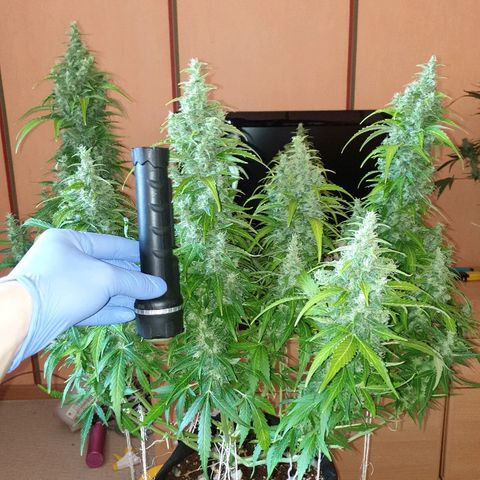 Ak 47 x lowryder #1 growlog photo: Размеры и соотношения. До урожая 14 дней