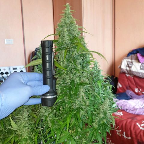 Ak 47 x lowryder #1 growlog photo: Размеры и соотношения. До урожая 14 дней