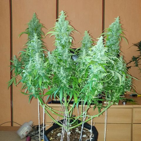 Ak 47 x lowryder #1 growlog photo: Размеры и соотношения. До урожая 14 дней