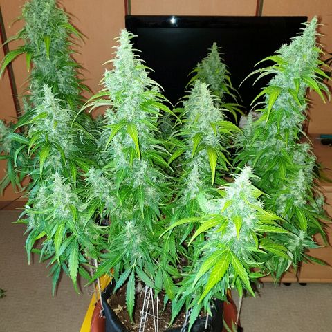 Ak 47 x lowryder #1 growlog photo: Размеры и соотношения. До урожая 14 дней