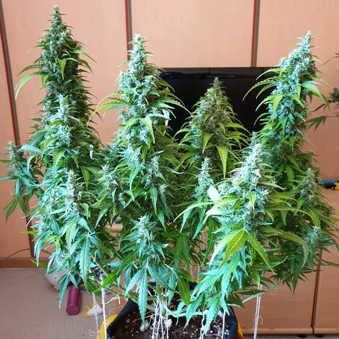 Ak 47 x lowryder #1 growlog photo: Размеры и соотношения. До урожая 14 дней