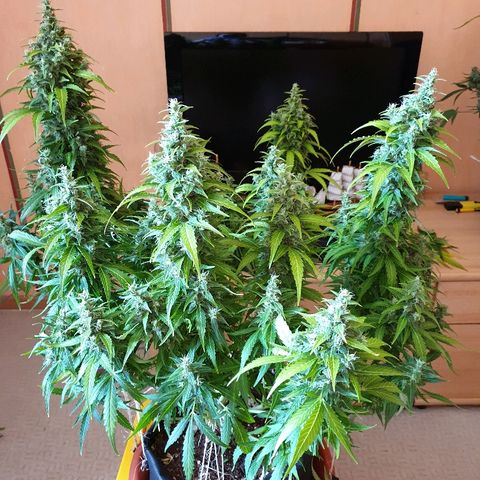 Ak 47 x lowryder #1 growlog photo: Размеры и соотношения. До урожая 14 дней