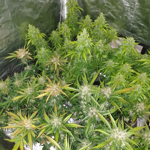 Ak 47 x lowryder #1 growlog timeline photo