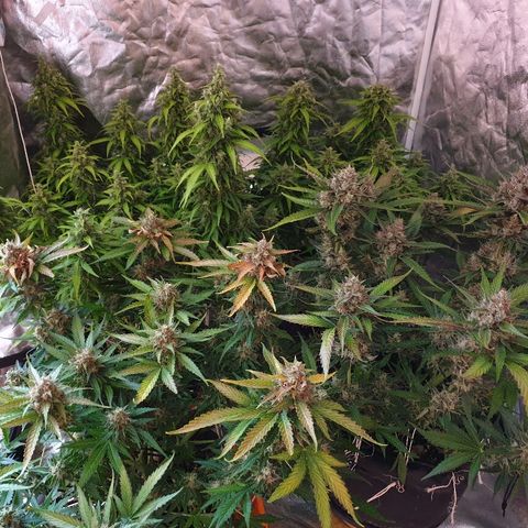 Ak 47 x lowryder #1 growlog timeline photo