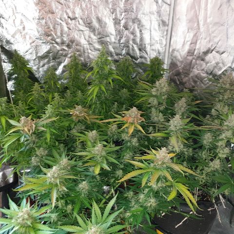 Ak 47 x lowryder #1 growlog timeline photo