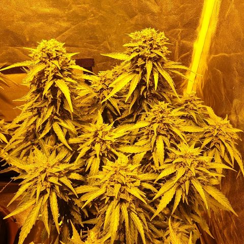 Ak 47 x lowryder #1 growlog photo: Flush