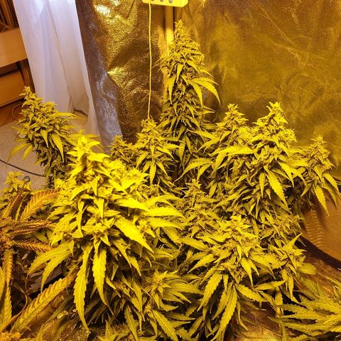 Ak 47 x lowryder #1 growlog photo: Flush