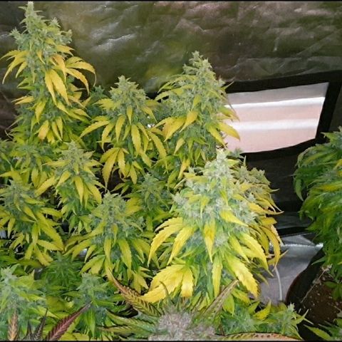 Ak 47 x lowryder #1 growlog photo: Шишки по структуре рыхлые, очень клейкие,  но не достойно. Общее качество 4+ Сатива. Просушка и проверка. 