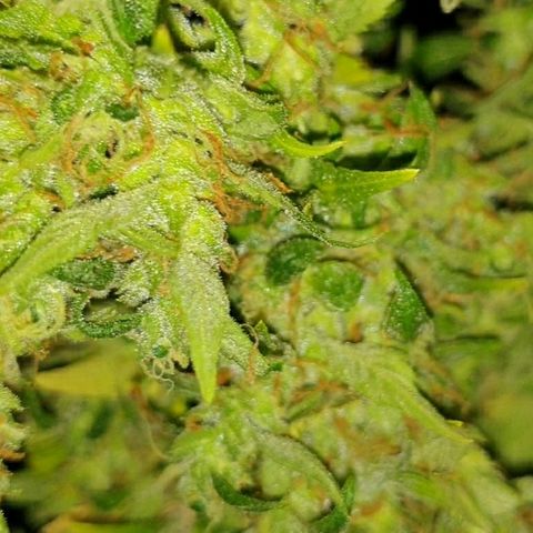 Ak 47 x lowryder #1 growlog photo: Шишки по структуре рыхлые, очень клейкие,  но не достойно. Общее качество 4+ Сатива. Просушка и проверка. 