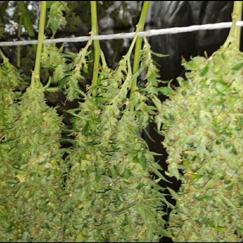 Ak 47 x lowryder #1 growlog photo: Шишки по структуре рыхлые, очень клейкие,  но не достойно. Общее качество 4+ Сатива. Просушка и проверка. 