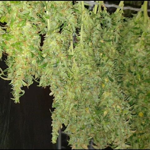 Ak 47 x lowryder #1 growlog photo: Шишки по структуре рыхлые, очень клейкие,  но не достойно. Общее качество 4+ Сатива. Просушка и проверка. 