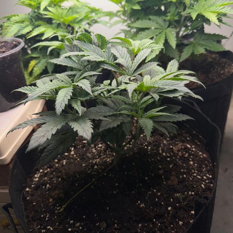 Biggie growlog timeline photo