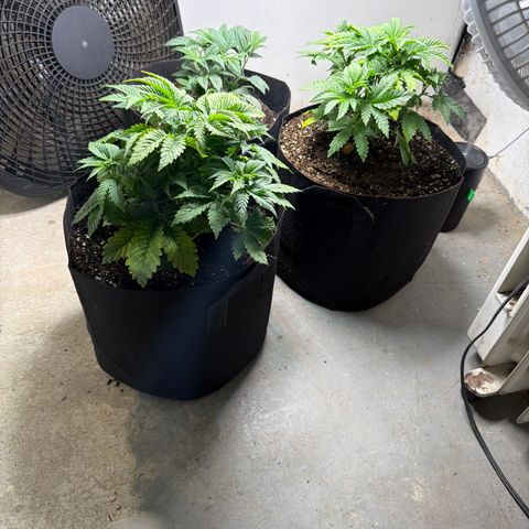 Biggie growlog timeline photo