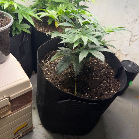 Biggie growlog timeline photo