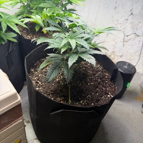 Biggie growlog timeline photo