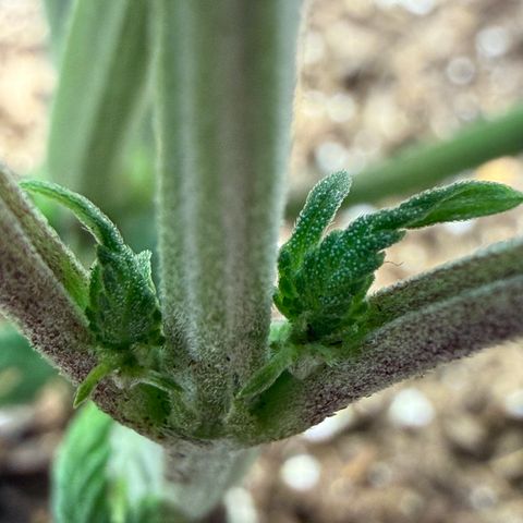 Biggie growlog timeline photo