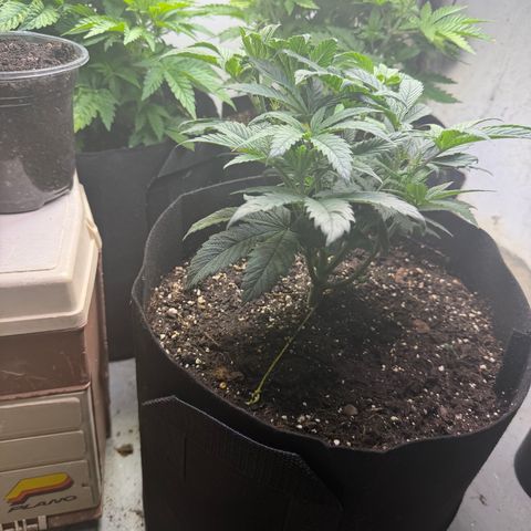 Biggie growlog timeline photo