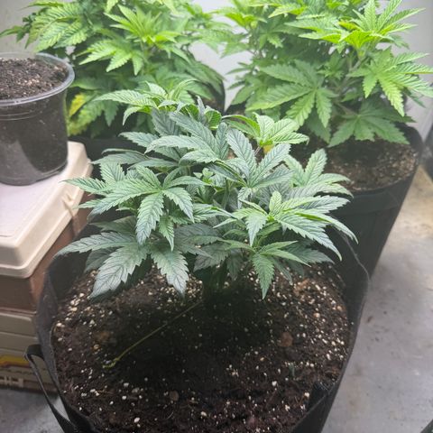 Biggie growlog timeline photo