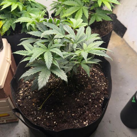 Biggie growlog timeline photo