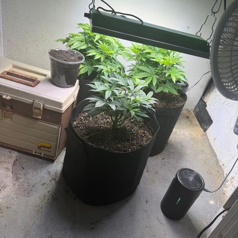 Biggie growlog timeline photo