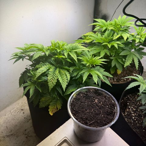 Biggie growlog timeline photo