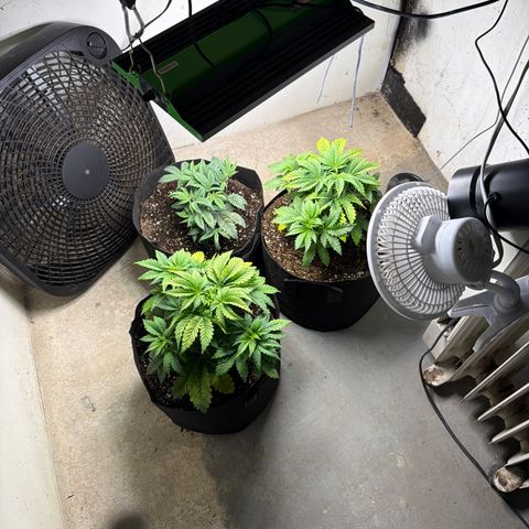 Biggie growlog timeline photo
