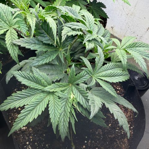 Mystery  growlog timeline photo