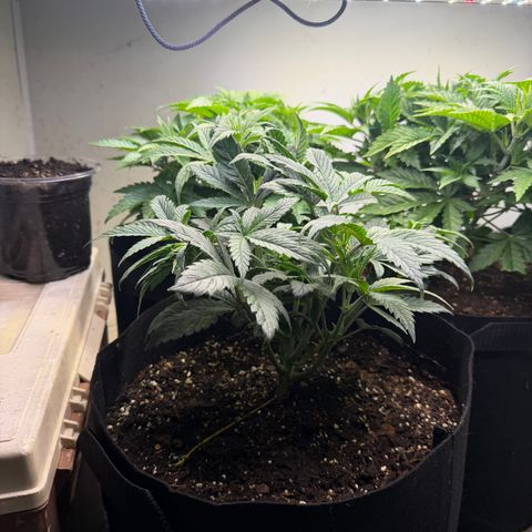 Mystery  growlog timeline photo