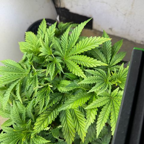 Biggie growlog timeline photo
