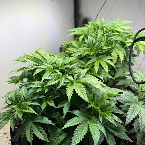 Biggie growlog timeline photo