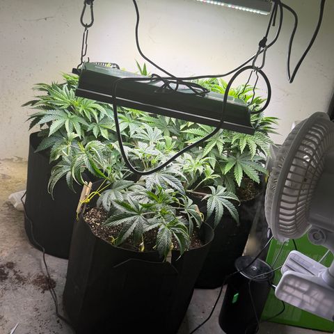 Biggie growlog timeline photo