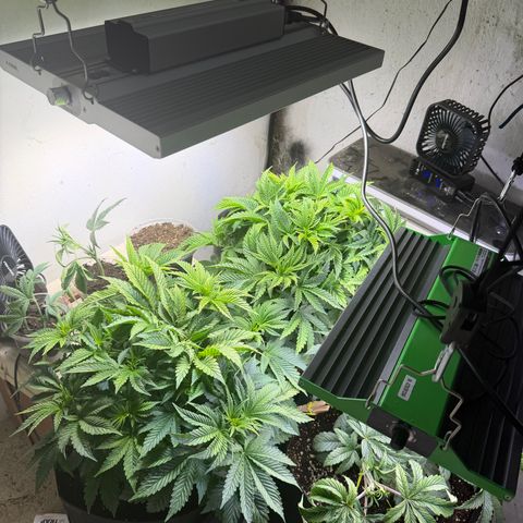 Biggie growlog timeline photo