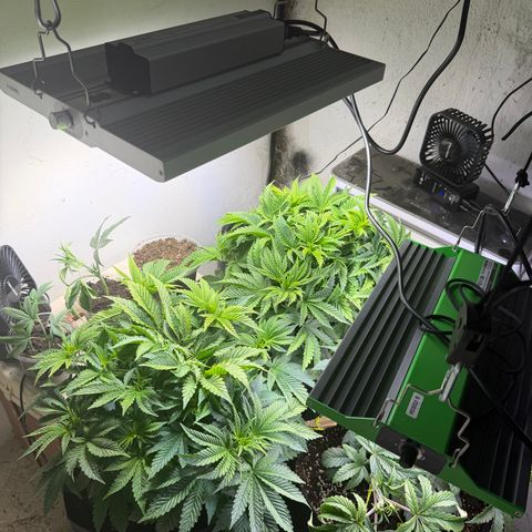 Biggie growlog timeline photo