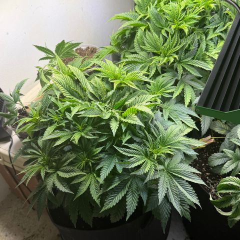 Biggie growlog timeline photo